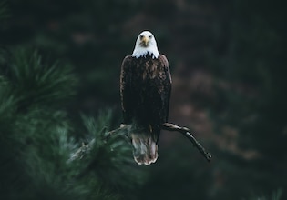 Bald eagle photos