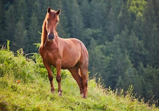Horse photos