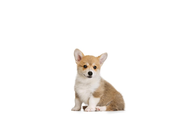 Free photo cute small puppy of corgi dog calmly posing isolated over white studio background looks happy