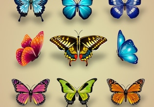 Butterfly vectors