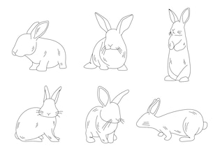 Rabbit drawings