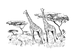 Africa drawings