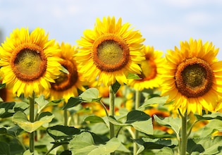 Sunflower photos