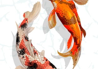 fish illustrations